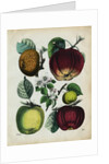 Different Types of Apples by Anonymous