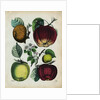 Different Types of Apples by Anonymous