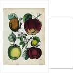 Different Types of Apples by Anonymous