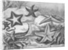 Illustrations of Star Fish by Anonymous