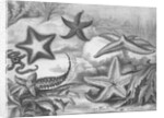 Illustrations of Star Fish by Anonymous
