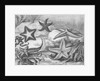 Illustrations of Star Fish by Anonymous
