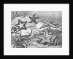 Illustrations of Star Fish by Anonymous
