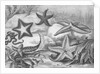 Illustrations of Star Fish by Anonymous