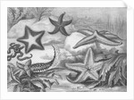 Illustrations of Star Fish by Anonymous