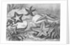 Illustrations of Star Fish by Anonymous