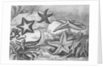 Illustrations of Star Fish by Anonymous