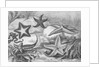 Illustrations of Star Fish by Anonymous