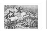 Illustrations of Star Fish by Anonymous