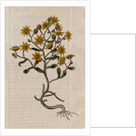 Hairy Houseleek Plant by Anonymous