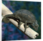 Crested Chameleon by Anonymous