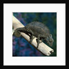 Crested Chameleon by Anonymous