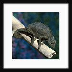 Crested Chameleon by Anonymous