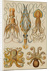 Octopods and Decapods by Anonymous