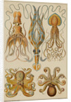 Octopods and Decapods by Anonymous