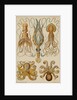 Octopods and Decapods by Anonymous