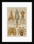 Octopods and Decapods by Anonymous