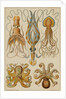 Octopods and Decapods by Anonymous