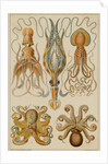 Octopods and Decapods by Anonymous