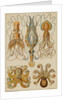 Octopods and Decapods by Anonymous