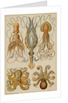 Octopods and Decapods by Anonymous
