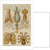 Octopods and Decapods by Anonymous