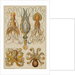 Octopods and Decapods by Anonymous
