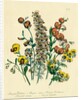 Illustration of Colorful Flowers by Anonymous