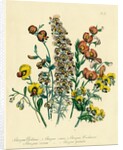 Illustration of Colorful Flowers by Anonymous