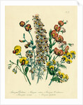 Illustration of Colorful Flowers by Anonymous