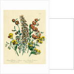Illustration of Colorful Flowers by Anonymous