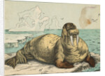 Tusked Walrus Basking on Ice by Anonymous