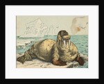 Tusked Walrus Basking on Ice by Anonymous