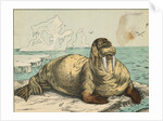 Tusked Walrus Basking on Ice by Anonymous