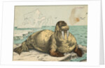 Tusked Walrus Basking on Ice by Anonymous