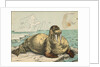 Tusked Walrus Basking on Ice by Anonymous
