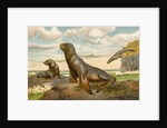 Sea Lions Playing on Shore by Anonymous