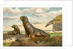 Sea Lions Playing on Shore by Anonymous