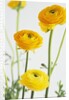 Yellow Ranunculus by Anonymous