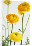 Yellow Ranunculus by Anonymous