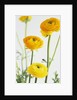 Yellow Ranunculus by Anonymous