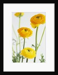 Yellow Ranunculus by Anonymous