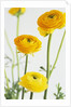 Yellow Ranunculus by Anonymous