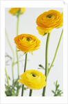 Yellow Ranunculus by Anonymous