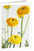 Yellow Ranunculus by Anonymous