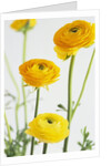 Yellow Ranunculus by Anonymous