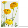 Yellow Ranunculus by Anonymous