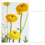 Yellow Ranunculus by Anonymous