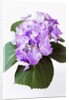 Cluster of Purple Hydrangea Flowers by Anonymous