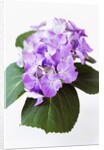 Cluster of Purple Hydrangea Flowers by Anonymous